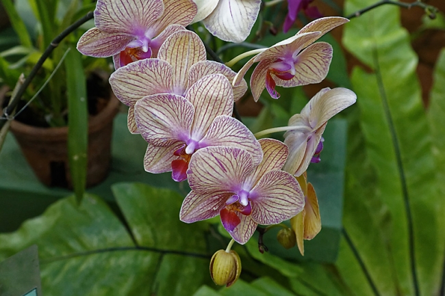 Kandy-Botanical garden-068